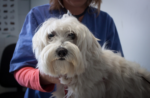 Ihon punahukka (Discoid lupus erythematosus, DLE)