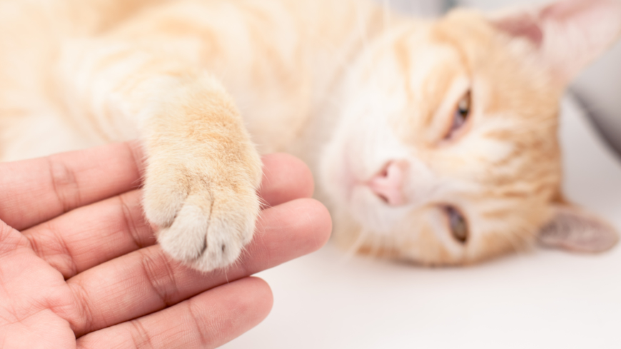 Allergeeneja on erityisesti kissan syljessä, virtsassa ja talirauhasissa.