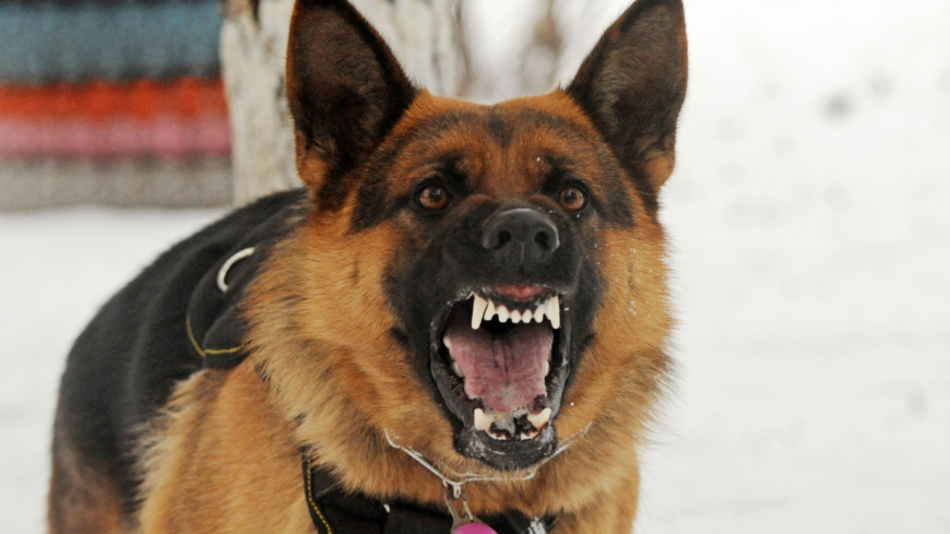 Rabies tarttuu yleensä ihmiseen raivotautisen eläimen pureman kautta.