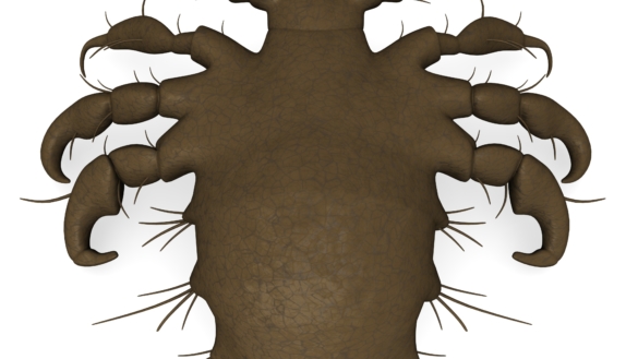 Satiainen (pthirus pubis)